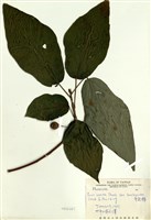 藏品(牛奶榕)的圖片